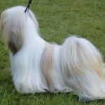 lhasa-apso-1