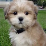 lhasa-apso-10