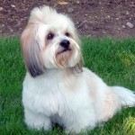 lhasa-apso-11