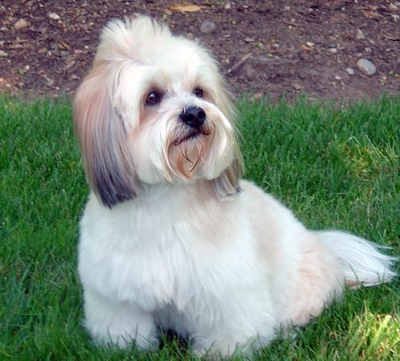 lhasa-apso-11