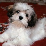 lhasa-apso-12