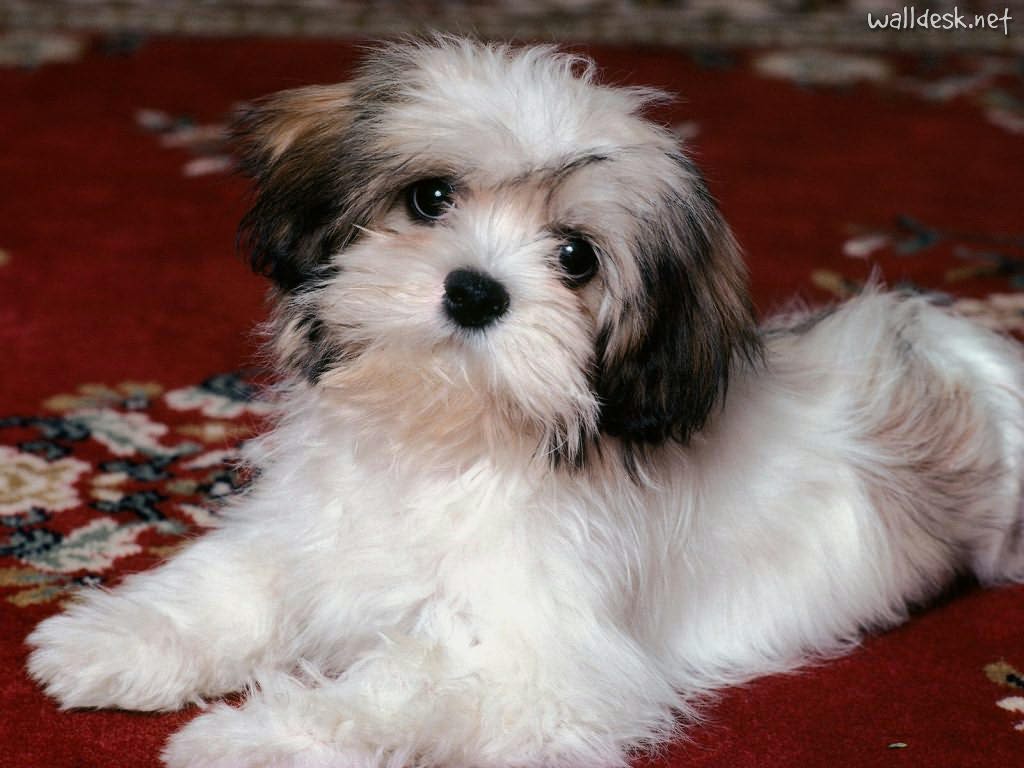 lhasa-apso-12