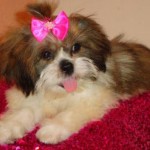lhasa-apso-13