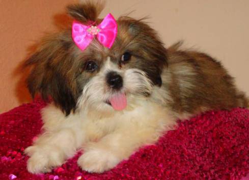lhasa-apso-13