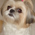 lhasa-apso-14