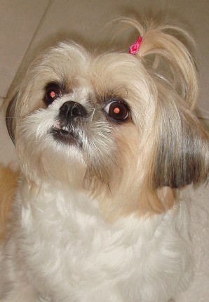 lhasa-apso-14