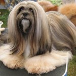 lhasa-apso-15