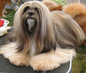 lhasa-apso-15