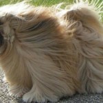 lhasa-apso-16
