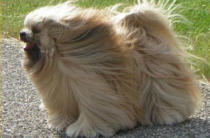 lhasa-apso-16