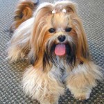lhasa-apso-17