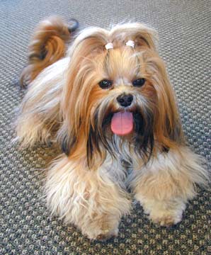 lhasa-apso-17