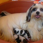 lhasa-apso-19