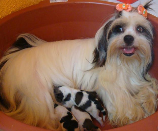 lhasa-apso-19