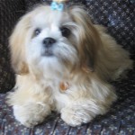 lhasa-apso-2