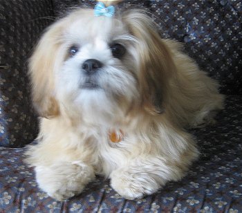 lhasa-apso-2
