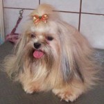 lhasa-apso-20
