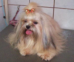 lhasa-apso-20