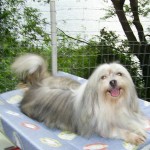 lhasa-apso-3