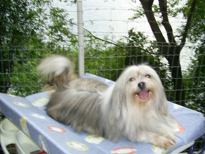 lhasa-apso-3