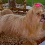 lhasa-apso-4