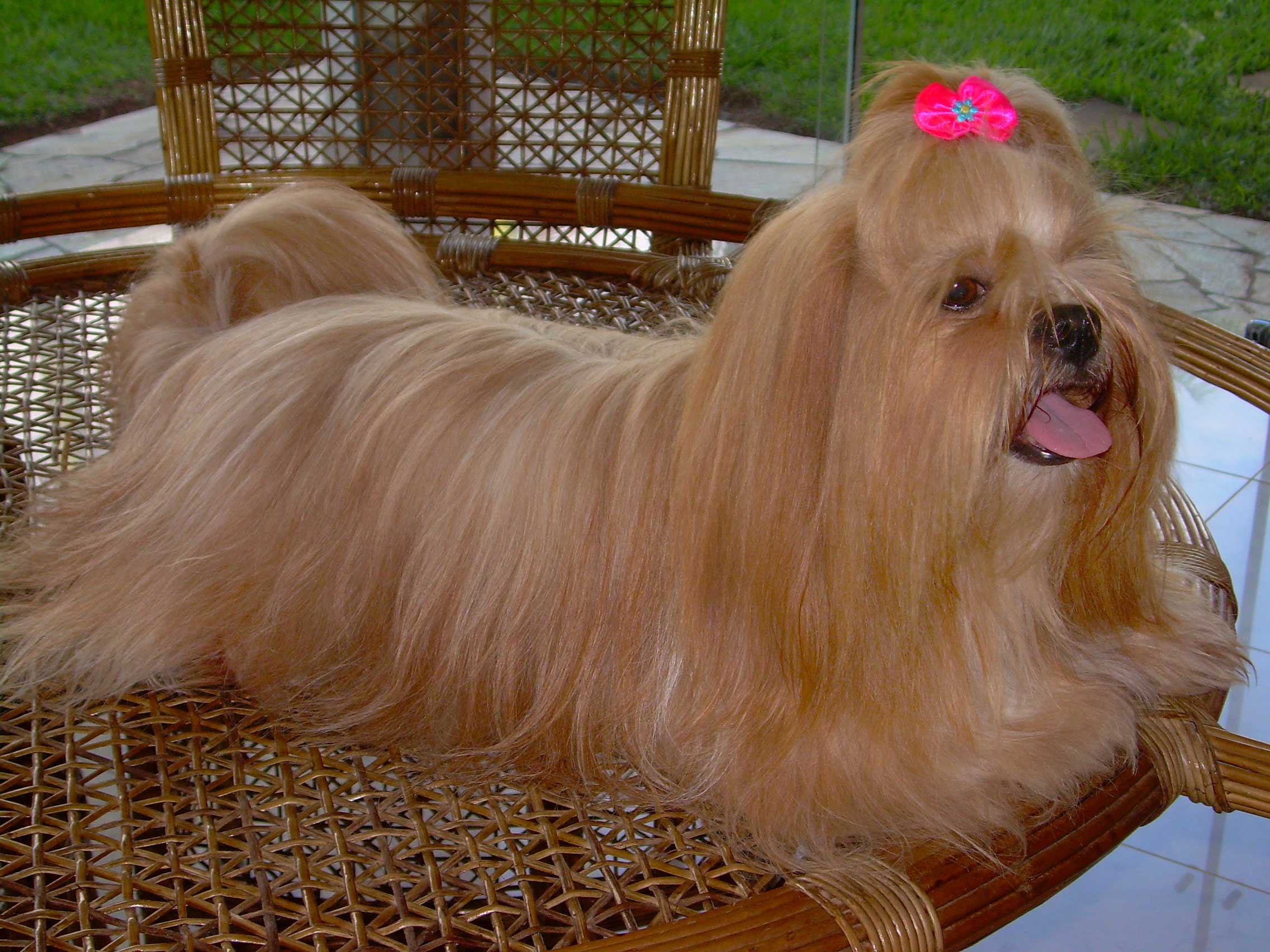 lhasa-apso-4