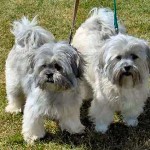 lhasa-apso-5