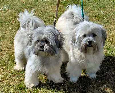lhasa-apso-5