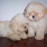 lhasa-apso-6