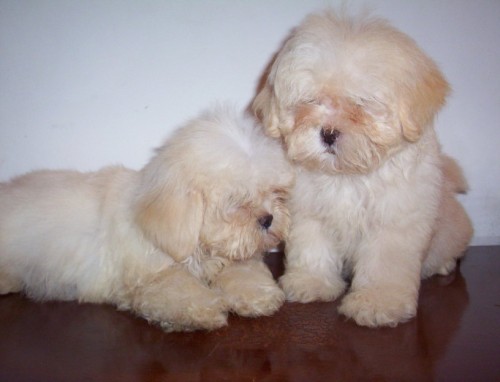 lhasa-apso-6