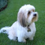 lhasa-apso-7