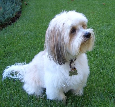 lhasa-apso-7