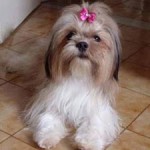 lhasa-apso-8