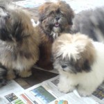 lhasa-apso-9