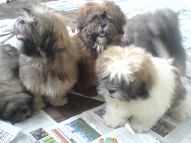 lhasa-apso-9