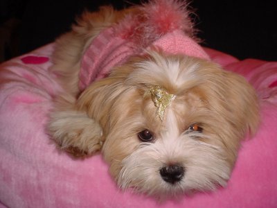 Lhasa Apso
