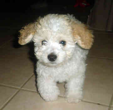 poodle-toy-1