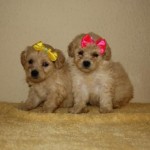 poodle-toy-12