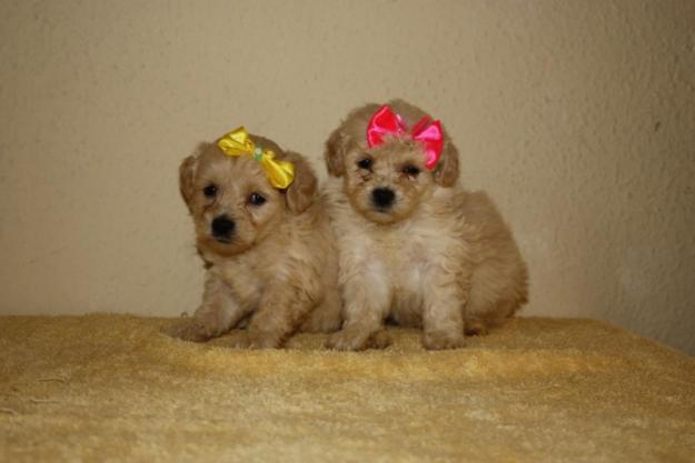 poodle-toy-12
