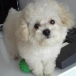 poodle-toy-13