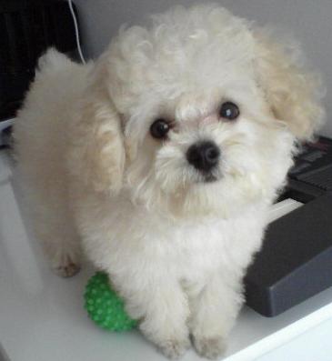poodle-toy-13