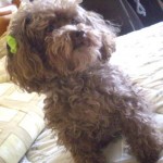 poodle-toy-14