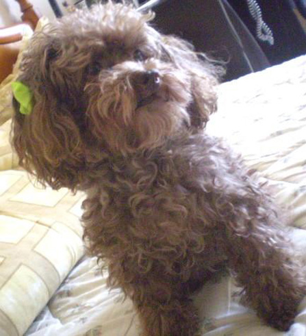 poodle-toy-14