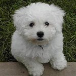poodle-toy-15