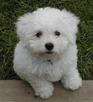 poodle-toy-15