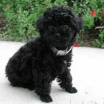poodle-toy-16