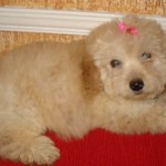 poodle-toy-17