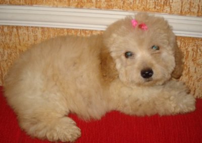 poodle-toy-17