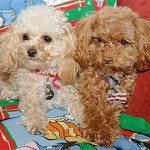 poodle-toy-18