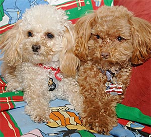 poodle-toy-18